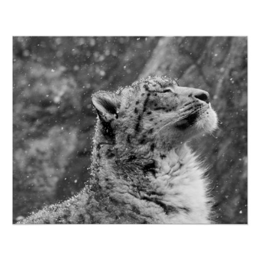 Peaceful Snow Leopard Poster (Voorkant)