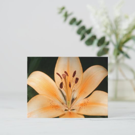 Peach Asiatic Lily Closeup Briefkaart (Staand voorkant)