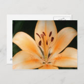 Peach Asiatic Lily Closeup Briefkaart (Voorkant / Achterkant)