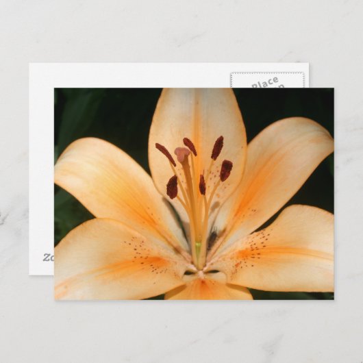 Peach Asiatic Lily Closeup Briefkaart (Voorkant / Achterkant)