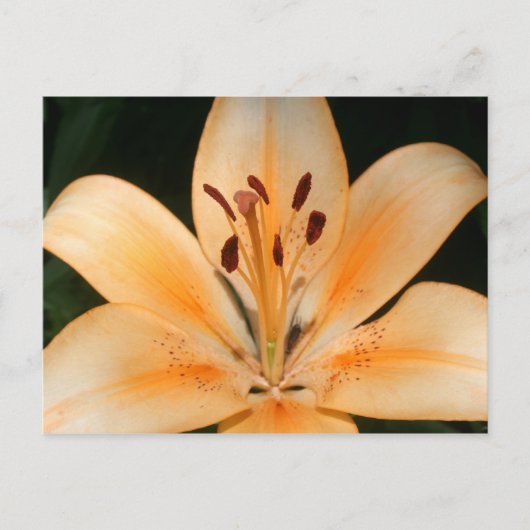Peach Asiatic Lily Closeup Briefkaart (Voorkant)