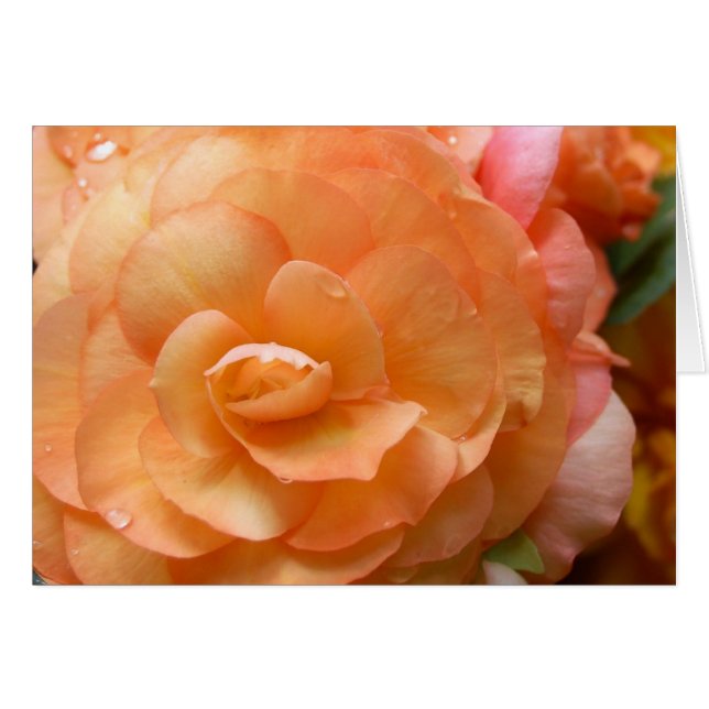 Peach Begonia (Voorkant Horizontaal)