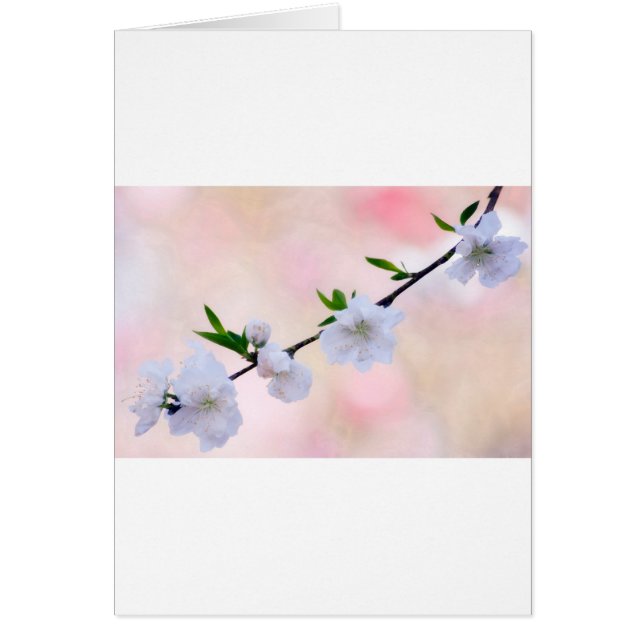 Peach Blossom (Voorkant)