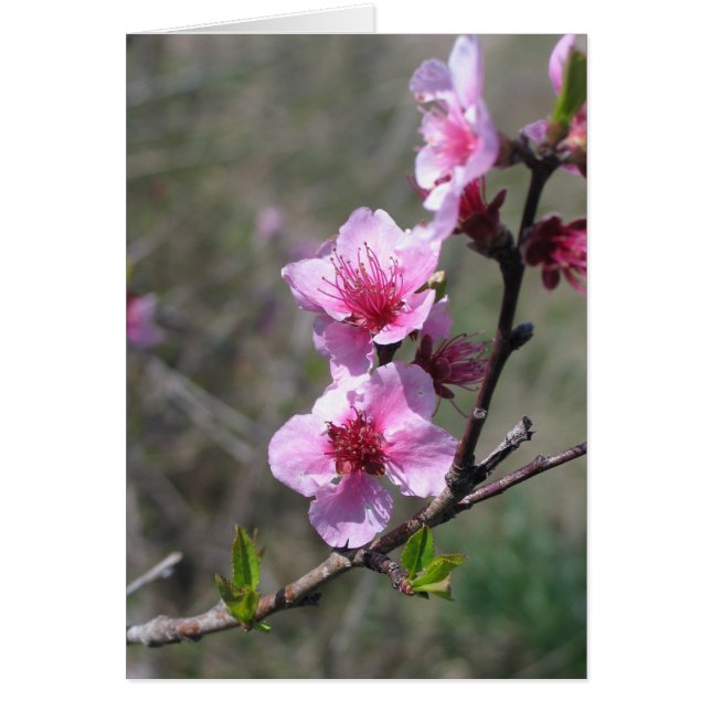Peach Blossom (Voorkant)