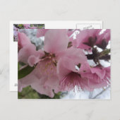 Peach Blossom Briefkaart (Voorkant / Achterkant)