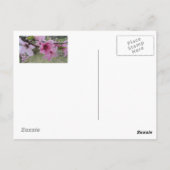 Peach Blossom Briefkaart (Achterkant)
