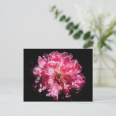Peach Blossom Flower Briefkaart (Staand voorkant)