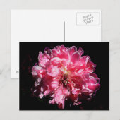 Peach Blossom Flower Briefkaart (Voorkant / Achterkant)
