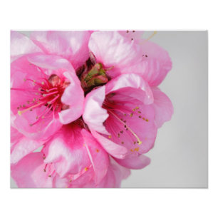 Peach Blossom Foto Afdruk