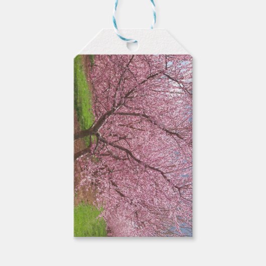 Peach Blossom Gift Labels Cadeaulabel (Voorkant)