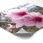 Peach Blossom Poster (Hoek)