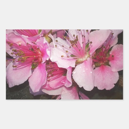 Peach Blossom Rechthoekige Sticker (Voorkant)
