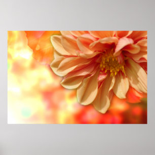 Peach Dahlia Haze Poster