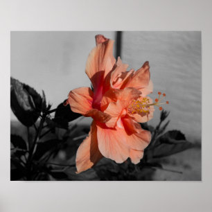 Peach Double Hibiscus Flower Selective Color Photo Poster