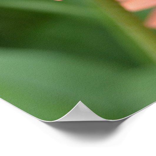 Peach Echinacea Flowers Poster (Hoek)