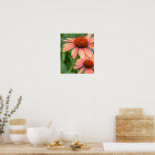 Peach Echinacea Flowers Poster (Keuken)