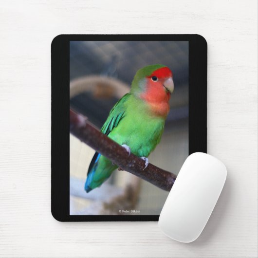 Peach-faced lovebird muismat (Met muis)
