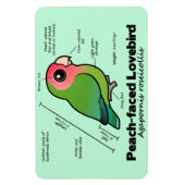 Peach-Faced Lovebird Statistieken Magneet (Verticaal)