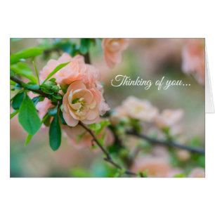 Peach Flowering Quince Thinking of you Kaart