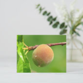 Peach Fuzz Briefkaart (Staand voorkant)