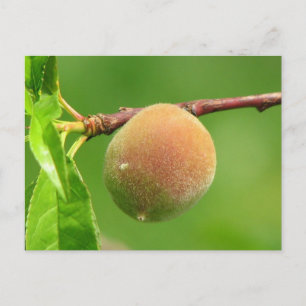 Peach Fuzz Briefkaart