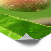 Peach Fuzz Poster (Hoek)