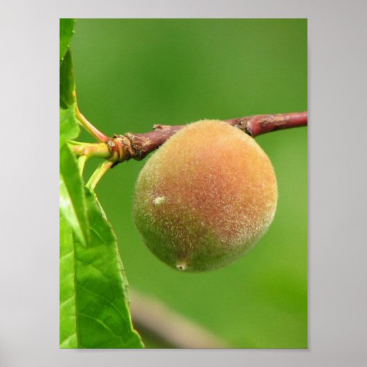 Peach Fuzz Poster (Voorkant)