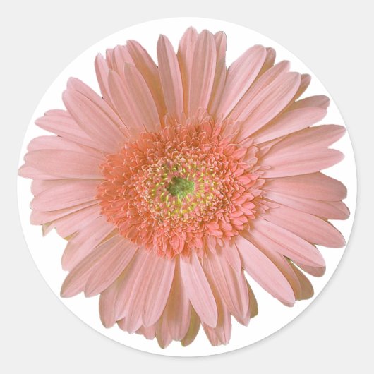 Peach Gerber Daisy Sticker (Voorkant)