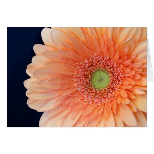 Peach Gerbera (Voorkant Horizontaal)
