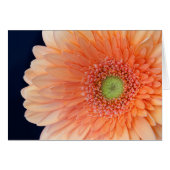 Peach Gerbera (Voorkant Horizontaal)