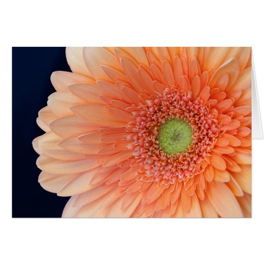 Peach Gerbera (Voorkant Horizontaal)