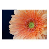 Peach Gerbera Perfect Poster (Voorkant)