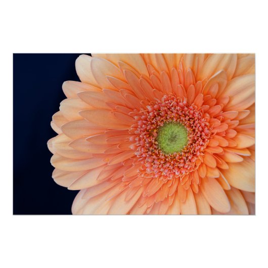 Peach Gerbera Perfect Poster (Voorkant)