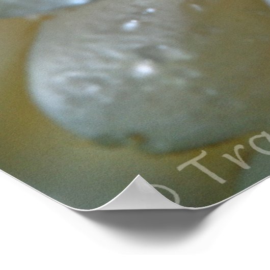 Peach Gerbera Poster (Hoek)