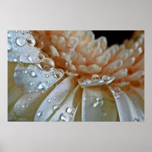 Peach Gerbera Poster (Voorkant)