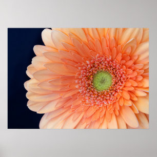 Peach Gerbera Poster