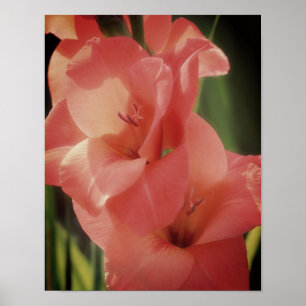 Peach Gladiolus flauwte dicht Poster