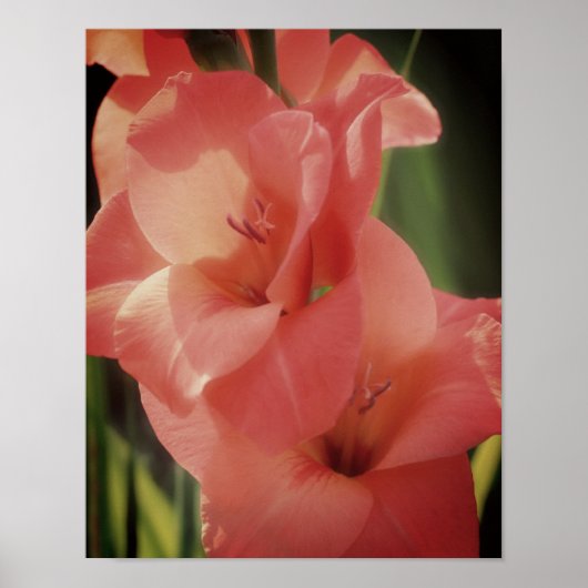 Peach Gladiolus flauwte dicht Poster (Voorkant)