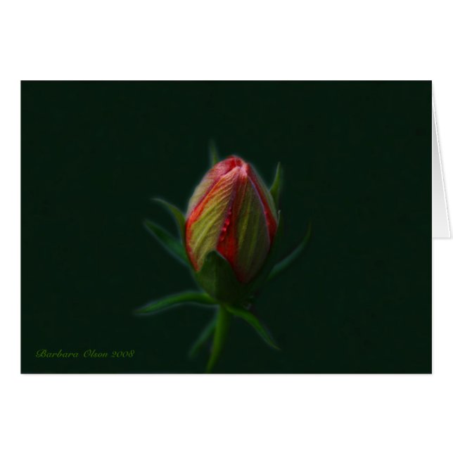 Peach Hibiscus flower - een ziel die bloeit in de  (Voorkant Horizontaal)