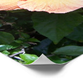 Peach Hibiscus Print (Hoek)