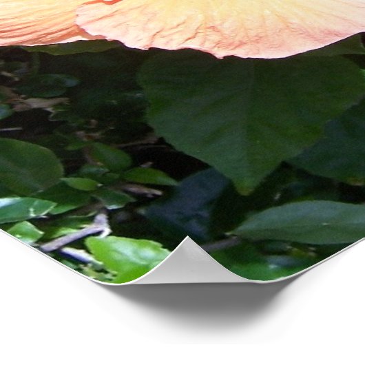 Peach Hibiscus Print (Hoek)