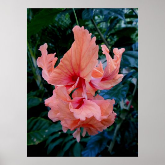 Peach Hybrid Hibiscus Poster (Voorkant)