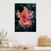 Peach Hybrid Hibiscus Poster (Keuken)