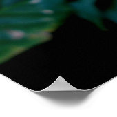 Peach Hybrid Hibiscus Poster (Hoek)