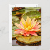 Peach Lotus Flower Briefkaart (Voorkant / Achterkant)