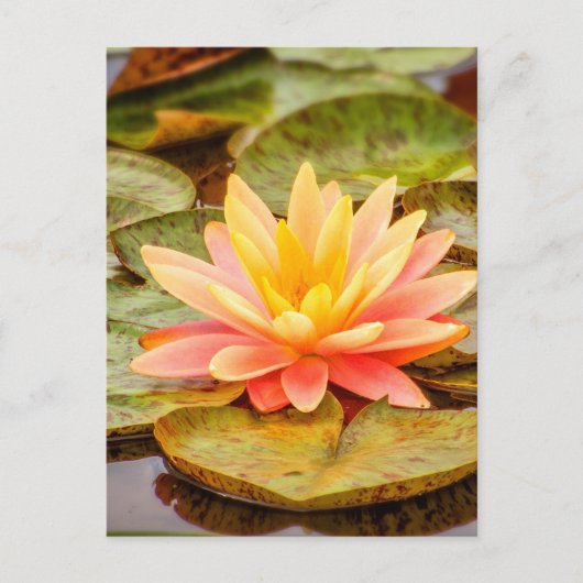 Peach Lotus Flower Briefkaart (Voorkant)