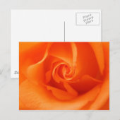 Peach Oranje Roos Briefkaart (Voorkant / Achterkant)