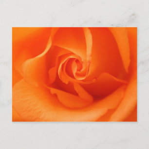 Peach Oranje Roos Briefkaart
