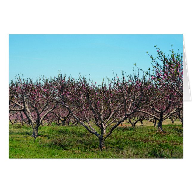 Peach Orchard in Full Bloom (Voorkant Horizontaal)
