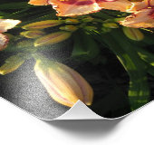 Peach Oriental Day Lilies Foto Afdruk (Hoek)